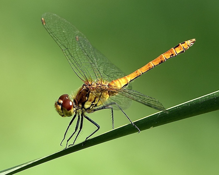 ruddy darter